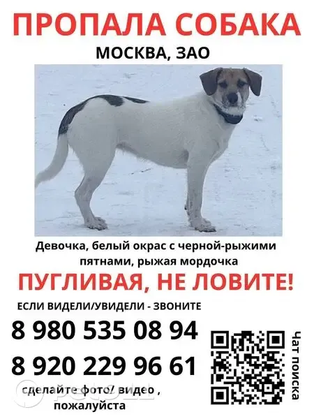Пропала собака, 2-й Дорогобужский пер., 9 - photo