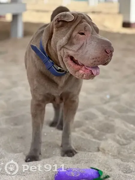 Пропала собака, Интернациональная 44А - photo