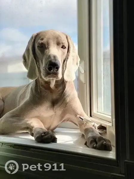 Пропала собака в СНТ Ягодка, Южно-Сахалинск - photo