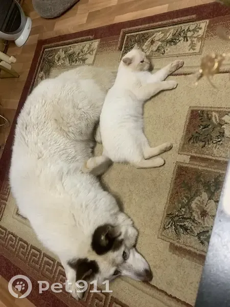 Пропала собака в Малом Козино, НО - photo