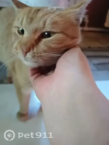 Кошка найдена, Ленская ул., Иркутск - photo