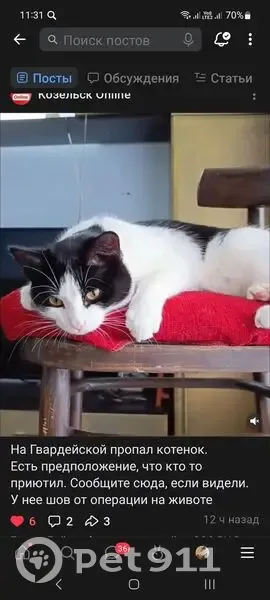 Пропал котёнок, Козельск, Гвардейская - photo