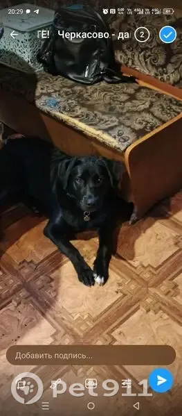 Пропала собака в СНТ Лесное, Черкасово - photo