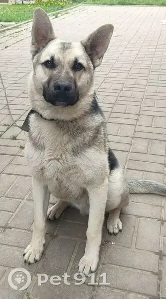 Пропала собака, Центральная ул., 73Г - photo