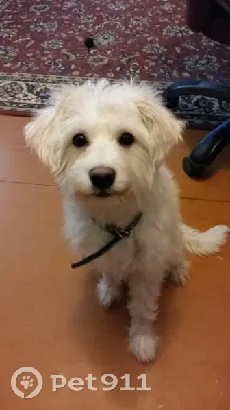 Пропала белая собака, ул. 60 лет Октября, 80А - photo