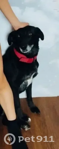 Пропала собака, Центральная ул., Доброе - photo