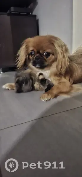 Пропала собака, Новая Пролетарка, СК - photo