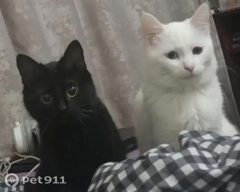 Пропала кошка, Майская 16, Козельск - photo