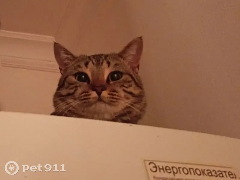 Пропала кошка Синба, ул. Дьякова 6, Грозный - photo