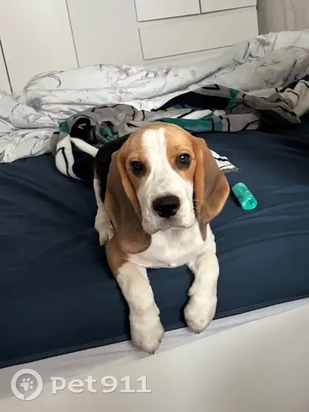 Пропала собака на Краснореченской 157А - photo