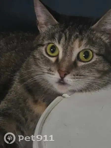 Пропала кошка, пр. Кирова 222, Самара - photo