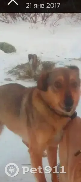 Пропала собака, Минская ул. 24, Иваново - photo