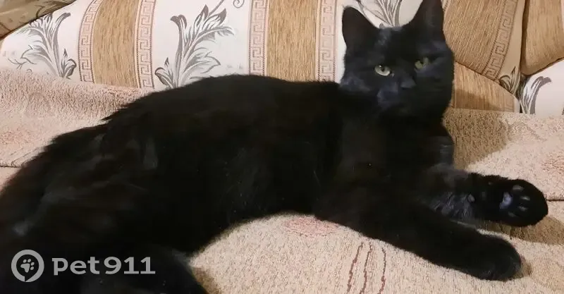 Пропала черная кошка, ул. Есенина 8, Белгород - photo