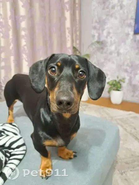 Пропала собака, Чапаевская ул. 49 - photo