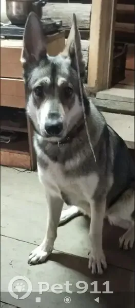 Пропала собака, Высокогорская 27, Н. Тагил - photo