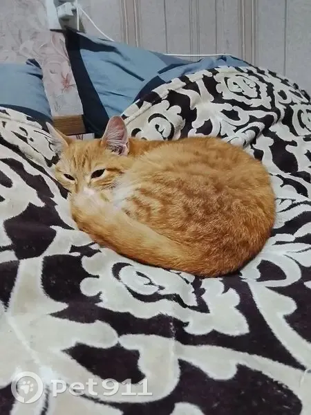 Пропала кошка, Бежецк, Большая ул. 42 - photo