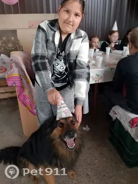 Пропала собака, Красноармейская 19, Зарайск - photo