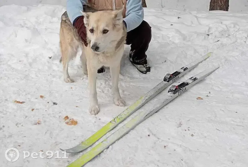 Пропала собака, ул. Шуваловых, Малошильнинское - photo