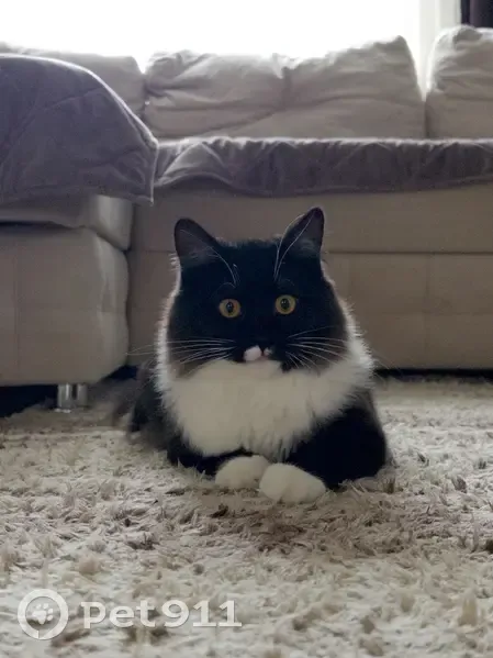 Пропала кошка, ул. Шевченко, 1Б, Мичуринск - photo