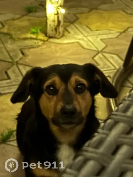 Пропала собака, Невинномысская 102 - photo