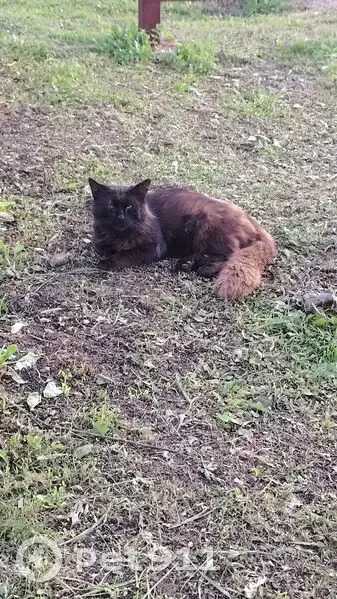 Пропала кошка, ул. Достоевского 11, Иглино - photo