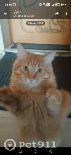 Пропала кошка, ул. Ленина 27А, Заинск - photo