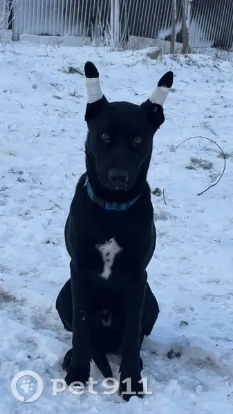 Пропала собака, ул. Ферсмана, 33А - photo