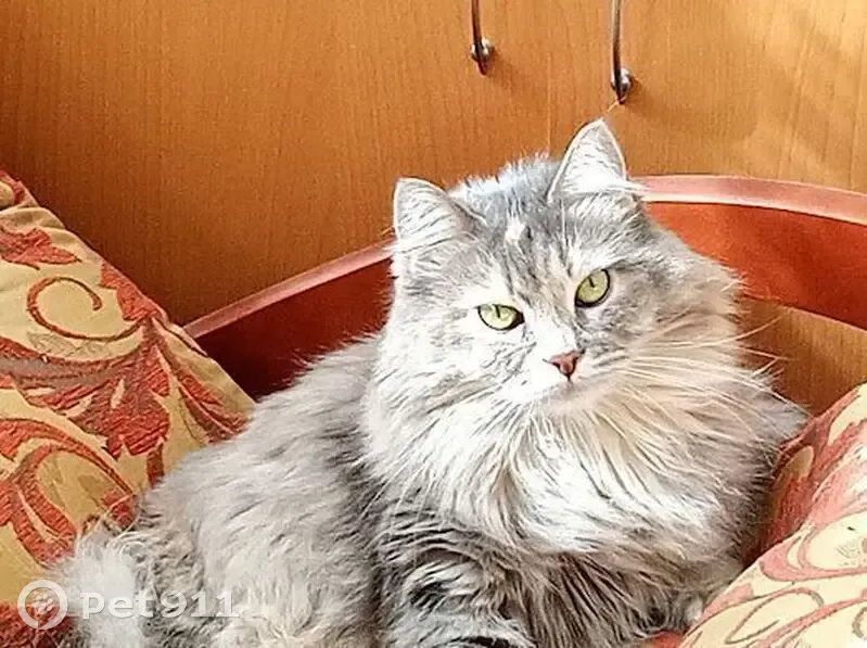 Пропала кошка, ул. Куликова 83, Астрахань - photo