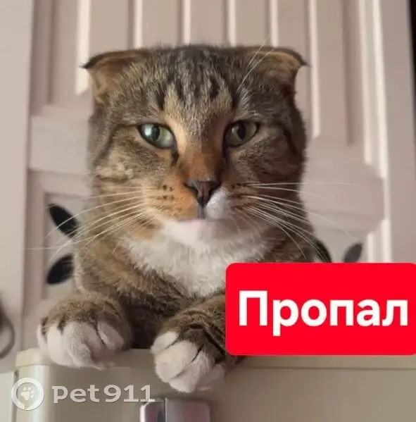 Пропала кошка Марс, Кабардинская 175, Нальчик - photo