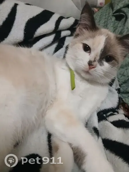 Пропала кошка, Пролетарская 42А - photo