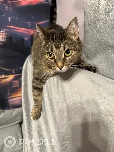 Пропала серая кошка, Вологда - photo