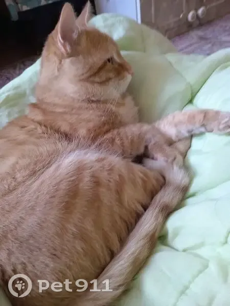 Пропала кошка, проезд Авиаторов 23, Чита - photo