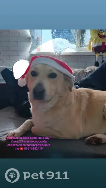 Пропала собака в Михайловке, Волгоградская обл. - photo