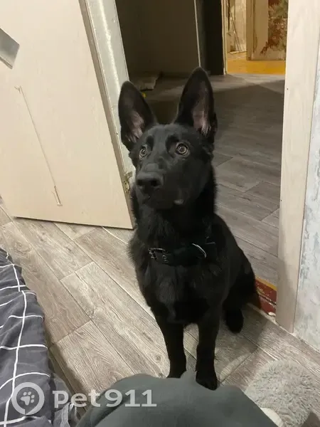 Пропала собака, Армейская 11А, Алексин - photo