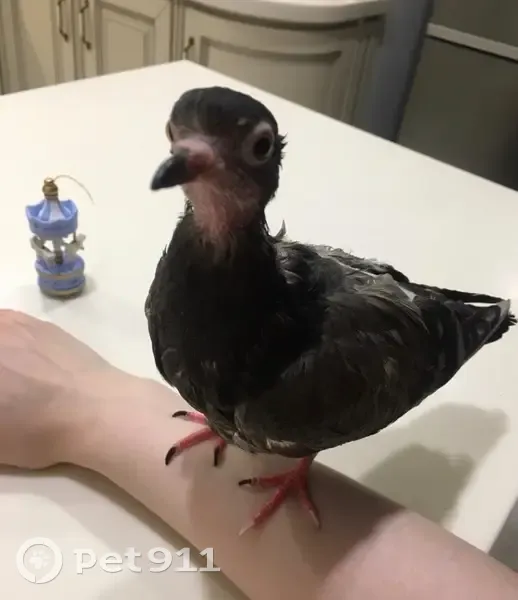 Пропал голубь на ул. Дмитрия Ульянова, 3 - photo