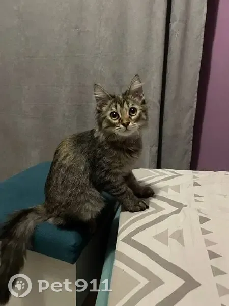 Пропала кошка, Михайловск, Ульяновский 26 - photo