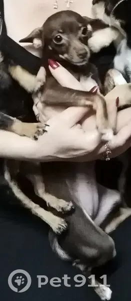 Пропала собака, ул. Лаврова, Котово - photo