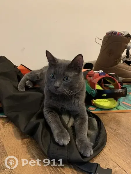 Пропала кошка на АЗС ЛУКОЙЛ, Чувашия - photo