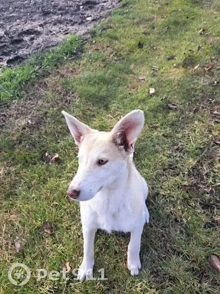 Пропала собака в Старчиках, Тамбовская область - photo