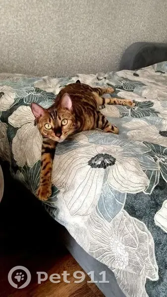 Пропала кошка, Сосенский, Калужская обл. - photo