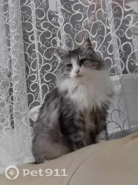 Пропала кошка, Черёмуховая 5, Вязники - photo