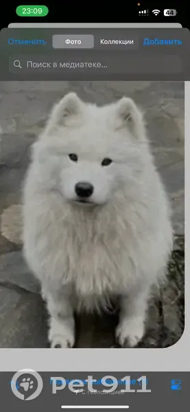Пропала белая самоед на Луговой, 14 - photo