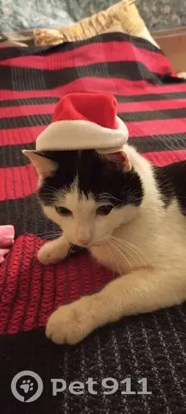 Пропала кошка, ул. Машиностроителей, Екб - photo