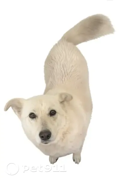 Пропала собака, Обогатительная 9, НСК - photo