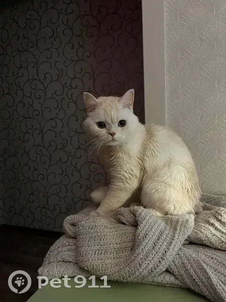 Пропала кошка, Молодёжный бул., 33, Тольятти - photo