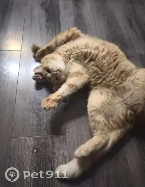 Пропала кошка, ул. Гринвальда, Ушаковское СП - photo