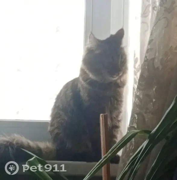 Пропала кошка, Экспериментальная 16, Пенза - photo