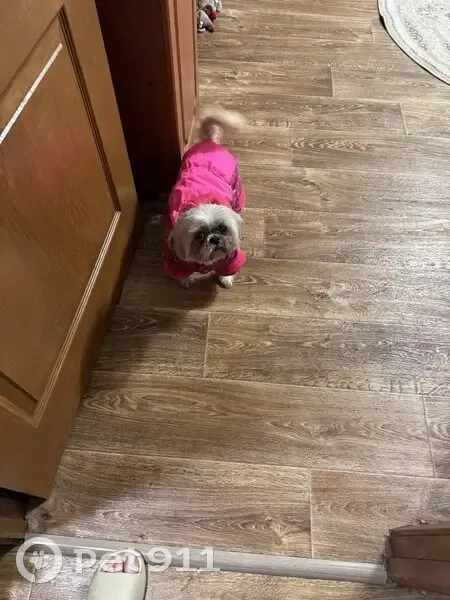 Пропала собака, ул. Белинского 5, Каменск - photo