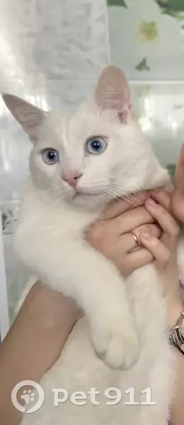 Пропал кот, Советская ул. 141/143, Елец - photo