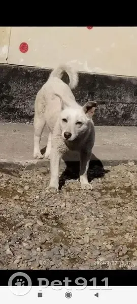 Пропала собака, Абакан, район нефтебазы - photo